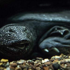 Nile softshell turtle