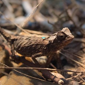 Decary's leaf chameleon