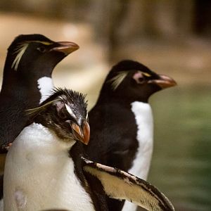 Eastern rockhopper penguin
