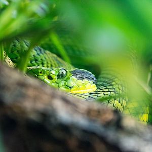 Ornate palm pitviper