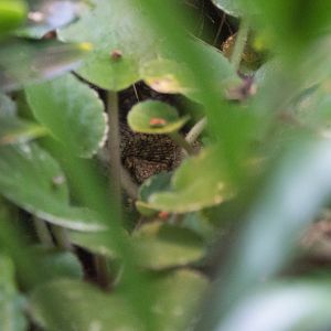 Usambara mountain viper