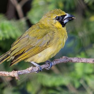 Yellow-green grosbeak