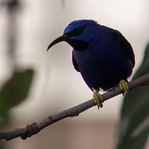 Purple honeycreeper