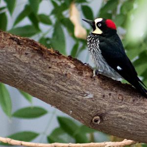 Panamanian acorn woodpecker