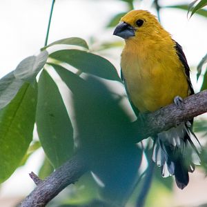 Southern yellow grosbeak