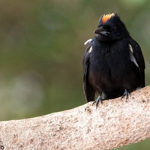Fulvous-crested tanager