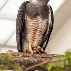 Guianan crested eagle