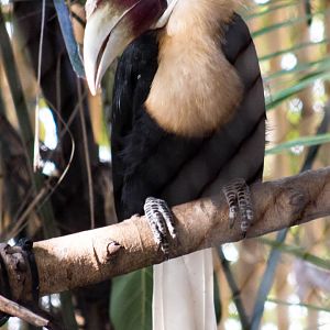 Blyth's hornbill