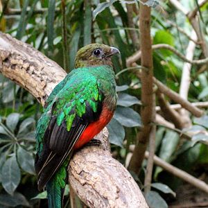 Golden-headed Quetzal
