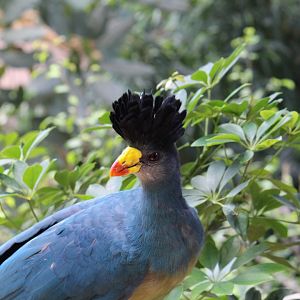 Great Blue Turaco