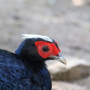 Edwards's Pheasant