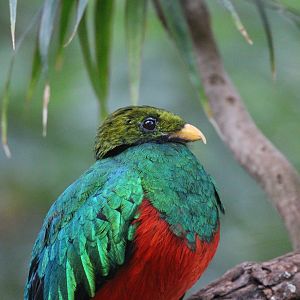Golden-headed Quetzal