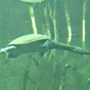 Northern Snake-necked Turtle
