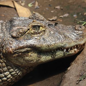 Broad-snouted Caiman