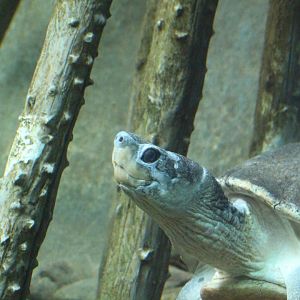 Malaysian Giant Turtle