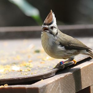 Taiwan Yuhina