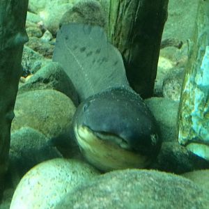 Queensland Lungfish