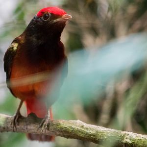 Guianan red cotinga