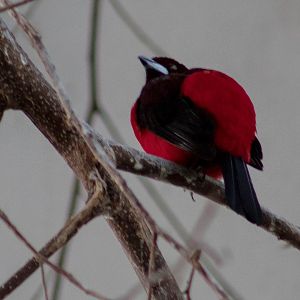 Crimson-backed tanager