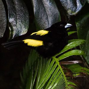 Lemon-rumped tanager
