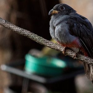 Black-tailed trogon
