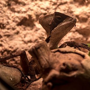 Hernandez' helmeted basilisk