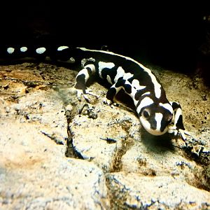 Luristan Newt