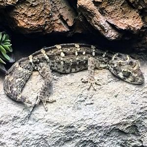 Carrot-tailed Viper Gecko