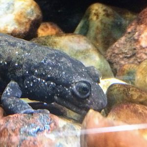 Black-bellied Salamander