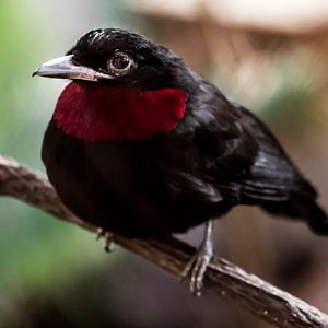 Purple-throated fruitcrow