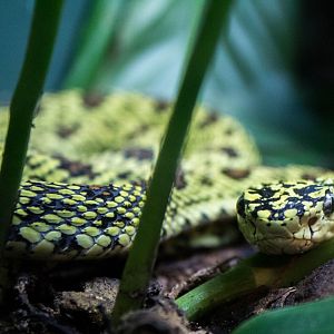 Red-spotted pitviper