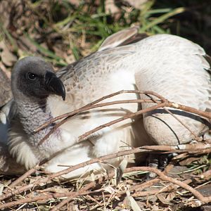African white-backed vulture