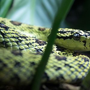 Red-spotted pitviper