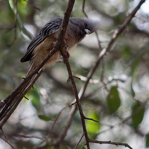 White-backed mousebird