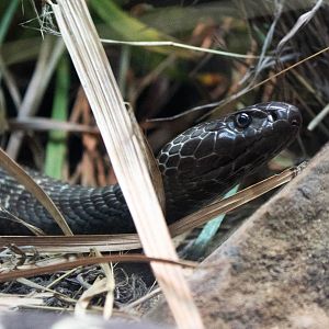 Western barred spitting cobra