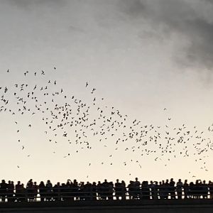 Mexican free-tailed bats