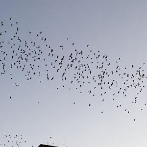Mexican free-tailed bats