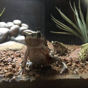 Couch's spadefoot toads