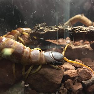 Giant desert centipede