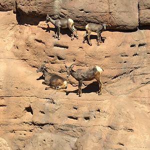 Desert bighorn sheep