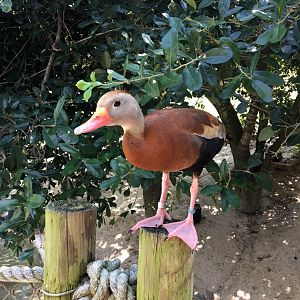 Black-bellied whistling duck