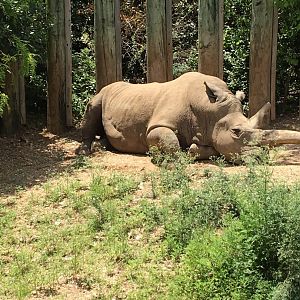 Southern white rhinoceros