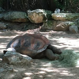 Galápagos giant tortoise
