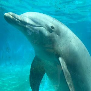 Common bottlenose dolphin