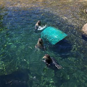 Pacific harbor seals