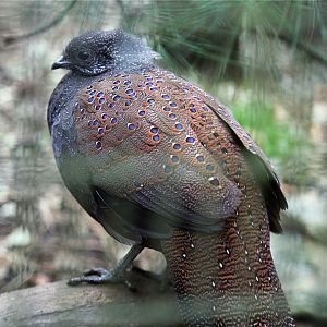 Mountain peacock-pheasant (Polyplectron inopinatum)