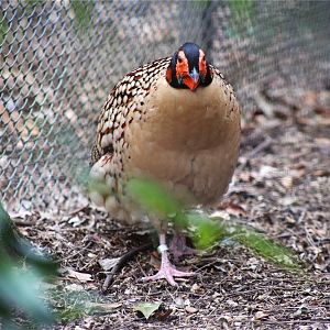 Cabot's tragopan (Tragopan caboti)