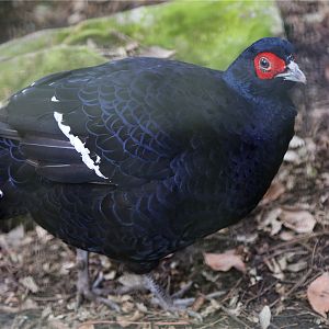 Mikado pheasant (Syrmaticus mikado)