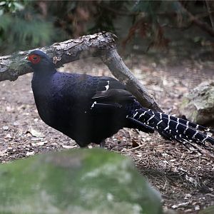 Mikado pheasant (Syrmaticus mikado)