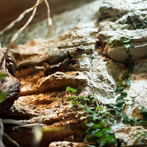 ID? - DWA - Crevice Spiny Lizard?